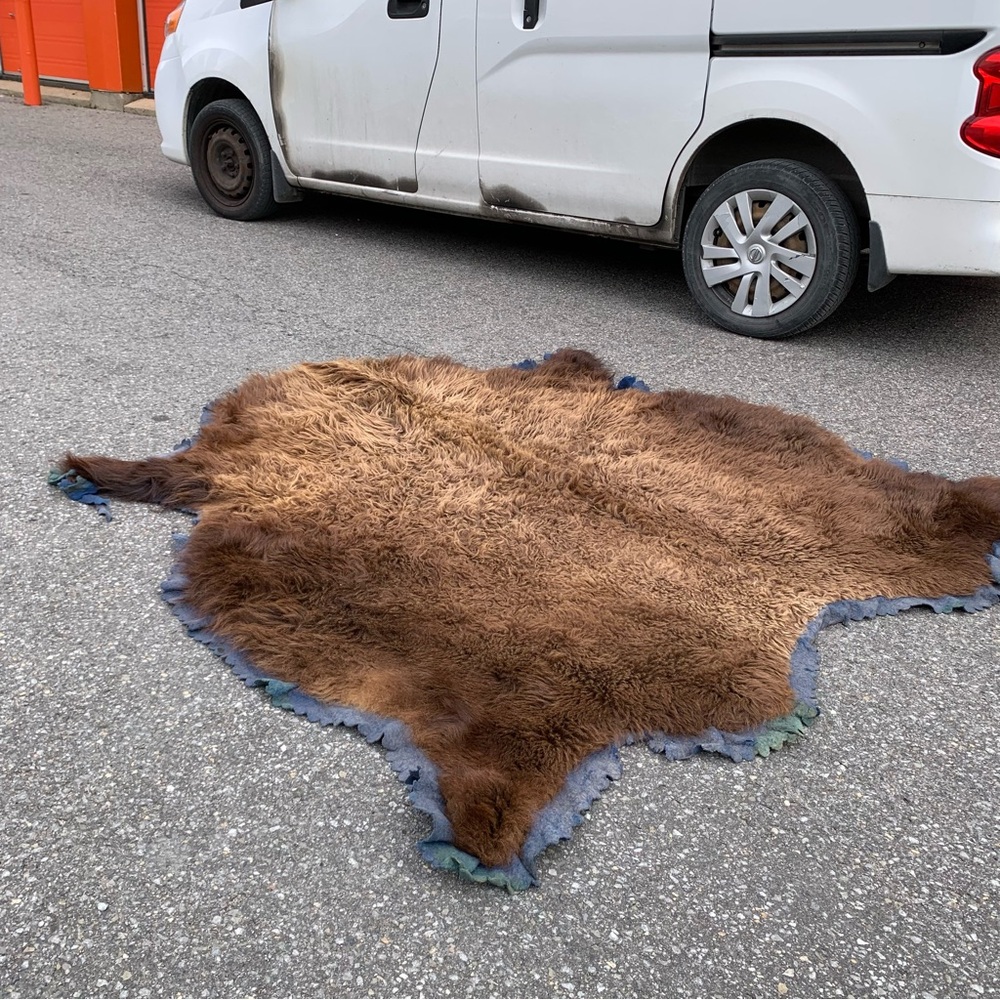 Real GRIZZLY BEAR huge rug